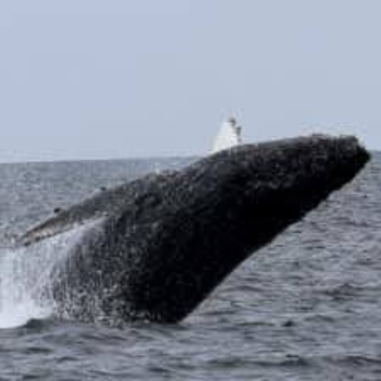 Whale Watching at Kodiak Island Resort