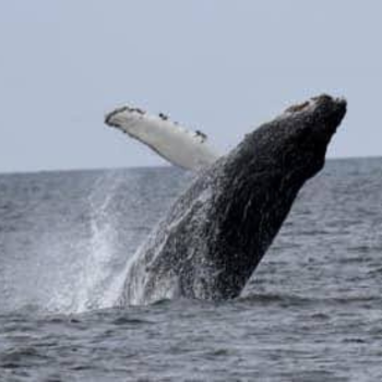Whale Watching at Kodiak Island
