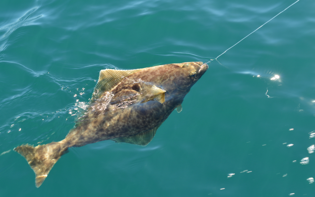 How To Catch A Halibut Fish In Alaska
