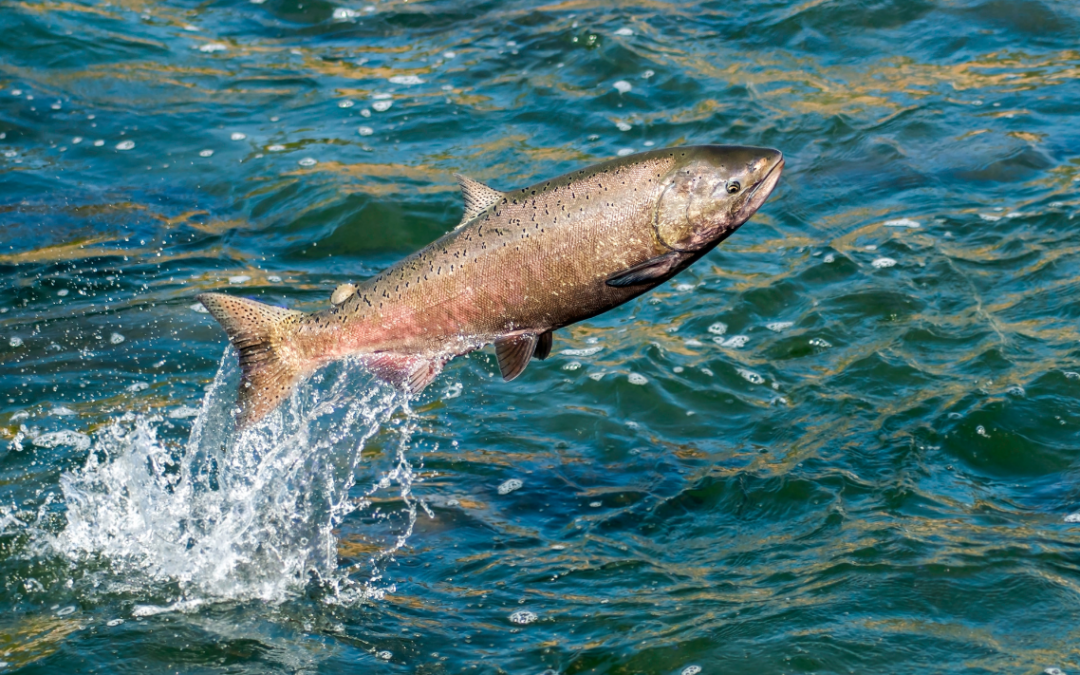 How To Catch A Salmon Fish In Alaska
