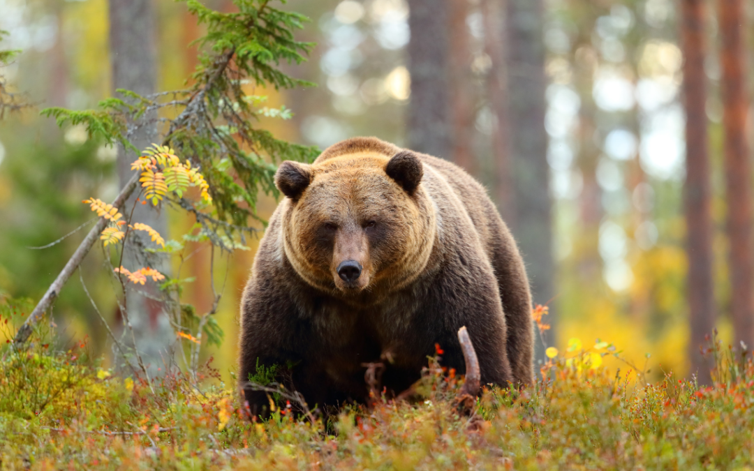 Best Time to Go Bear Watching in Kodiak, Alaska