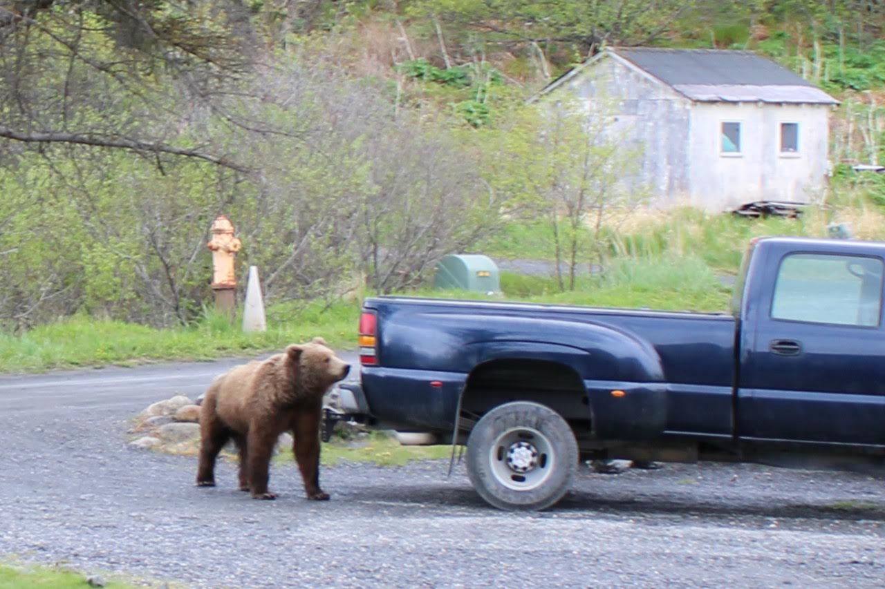 Bear Viewing Kodiak Island Alaska