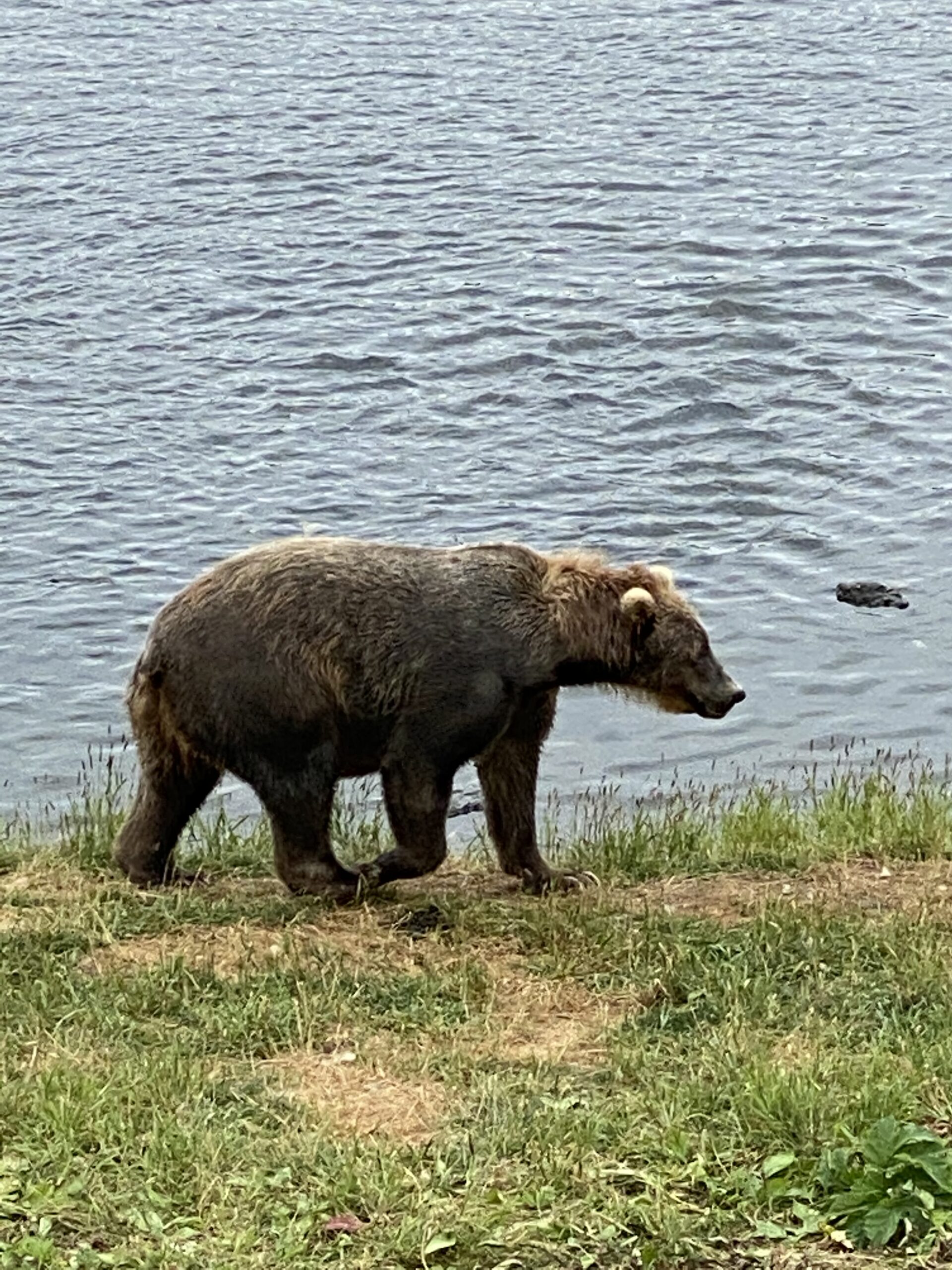 Bear Viewing on Kodiak Island