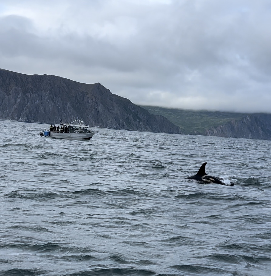 Wildlife Viewing on Kodiak Island - Killer Whales