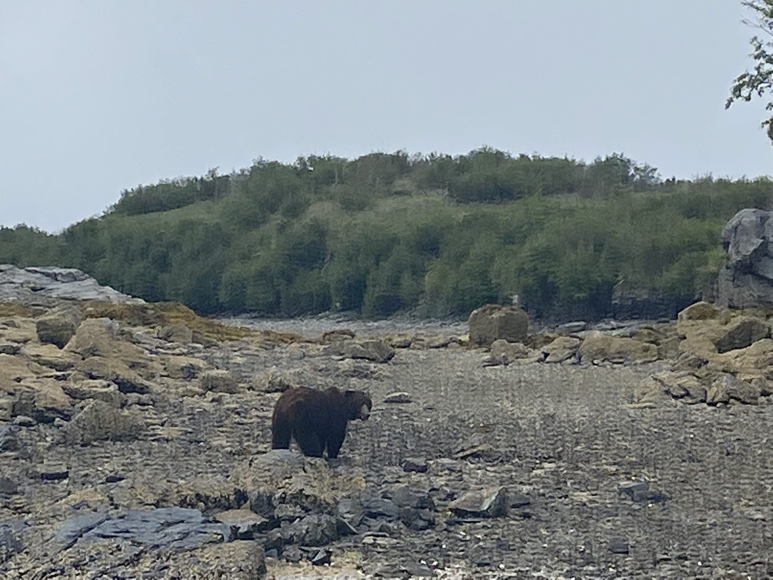 Wildlife Viewing on Kodiak Island