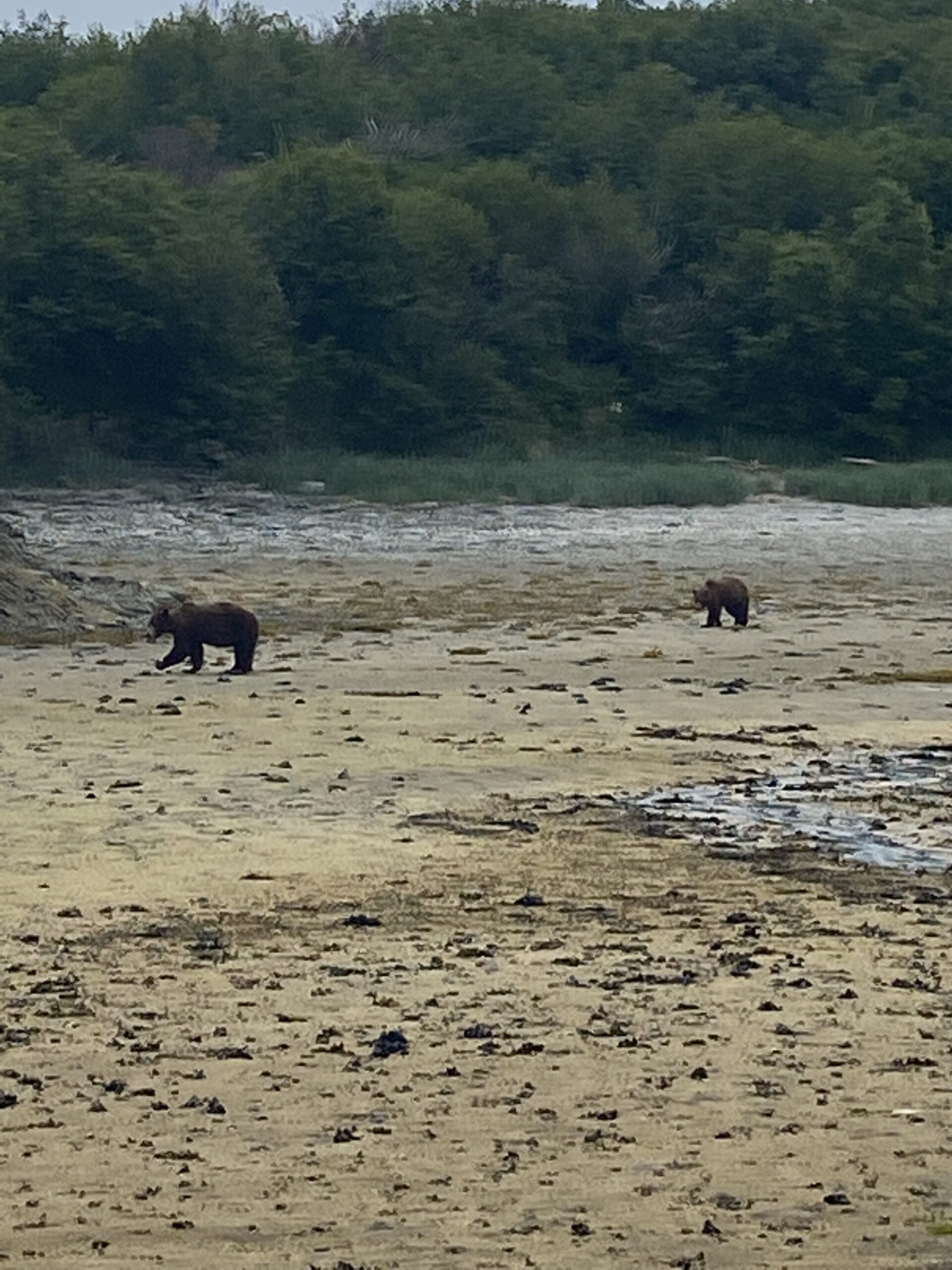 Bear Viewing Trip in Kodiak Alaska