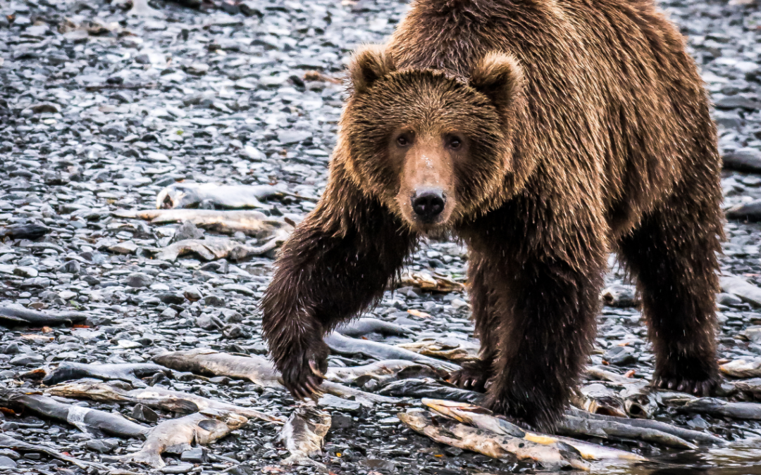 Wildlife Adventures To Try On Kodiak Island, Alaska