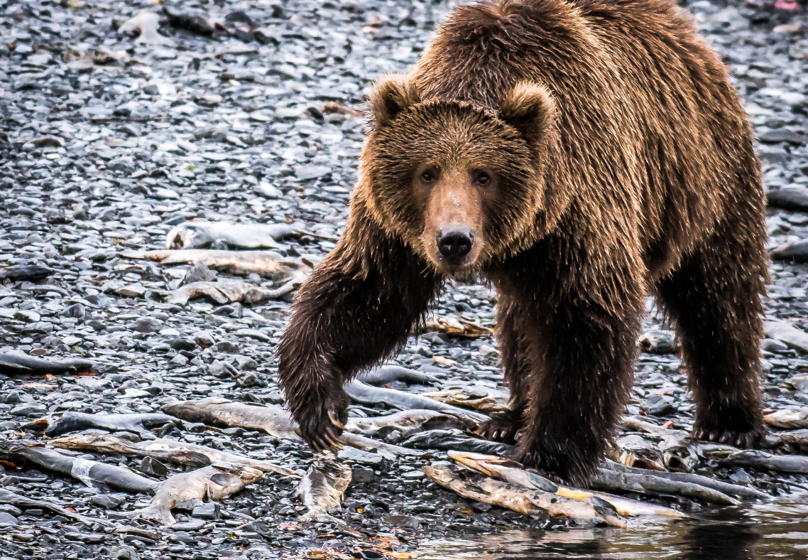 Wildlife Adventures To Try On Kodiak Island, Alaska