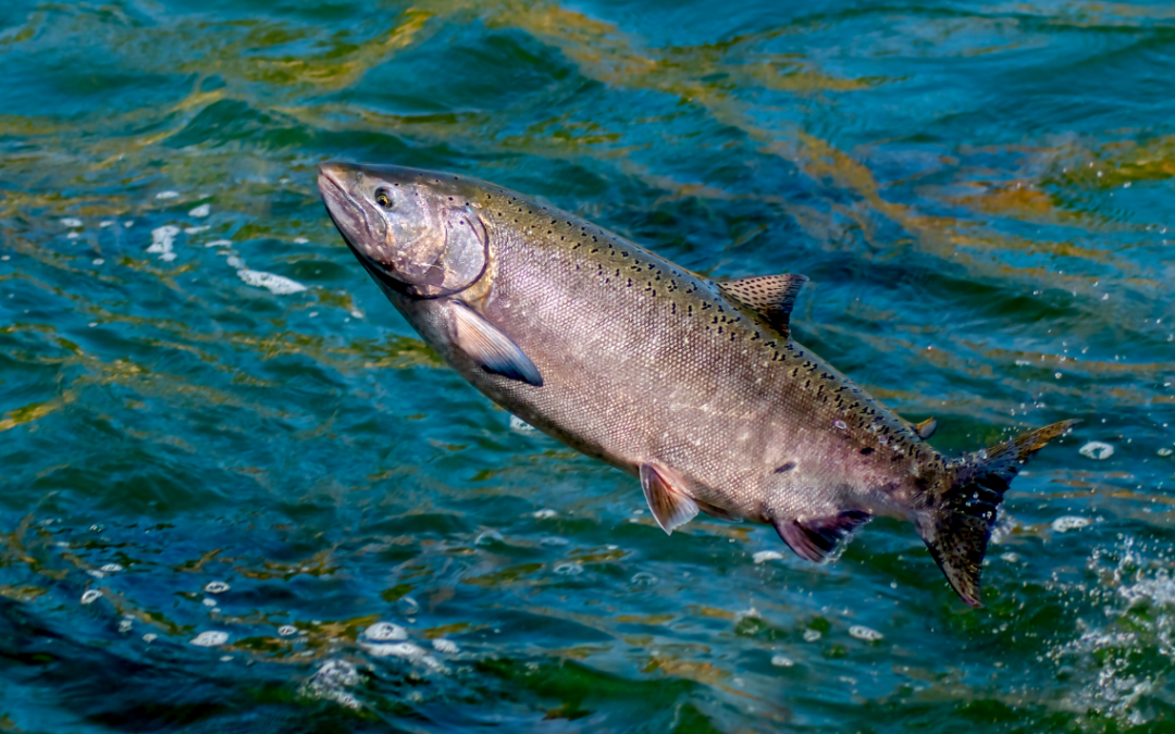 Best Time of Year to Book A Salmon Fishing Trip to Kodiak Alaska in 2025