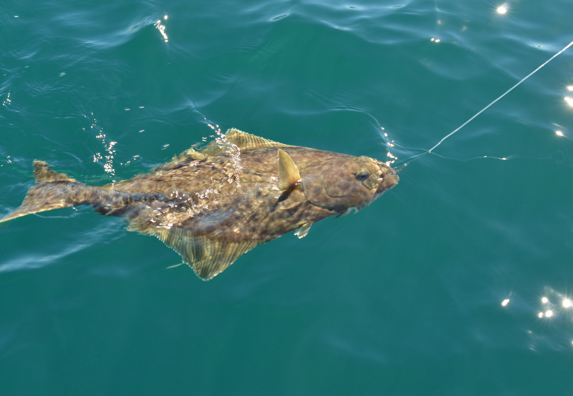 halibut When is fishing season for halibut fishing in Kodiak Alaska?