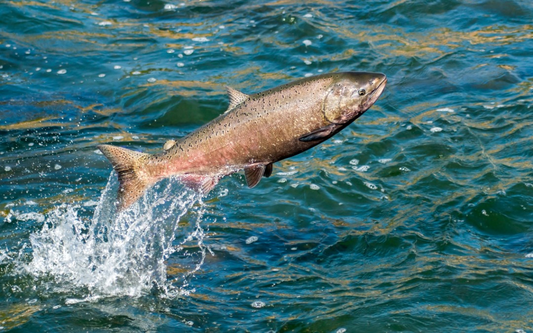 When Is Fishing Season For Salmon Fishing In Kodiak, Alaska?