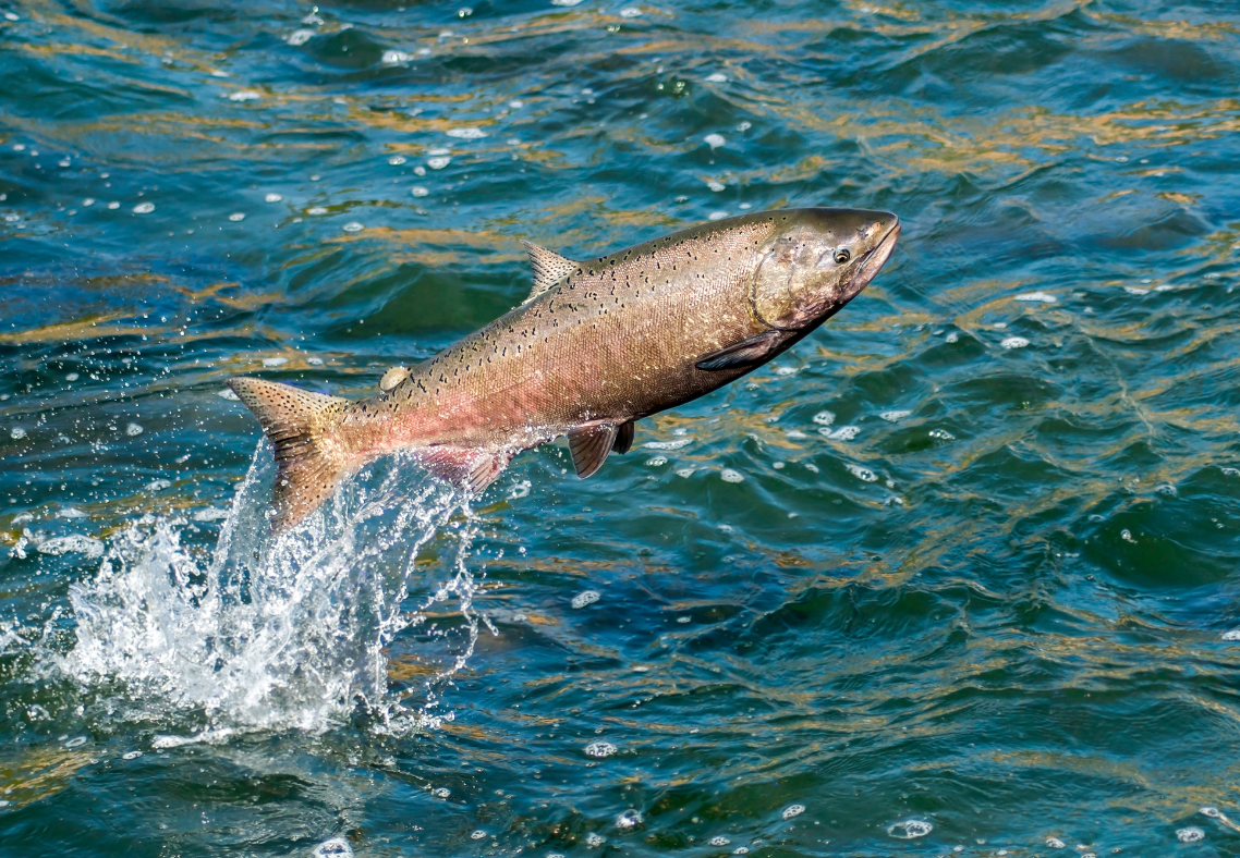 When is the fishing season for salmon fishing in Kodiak Alaska?