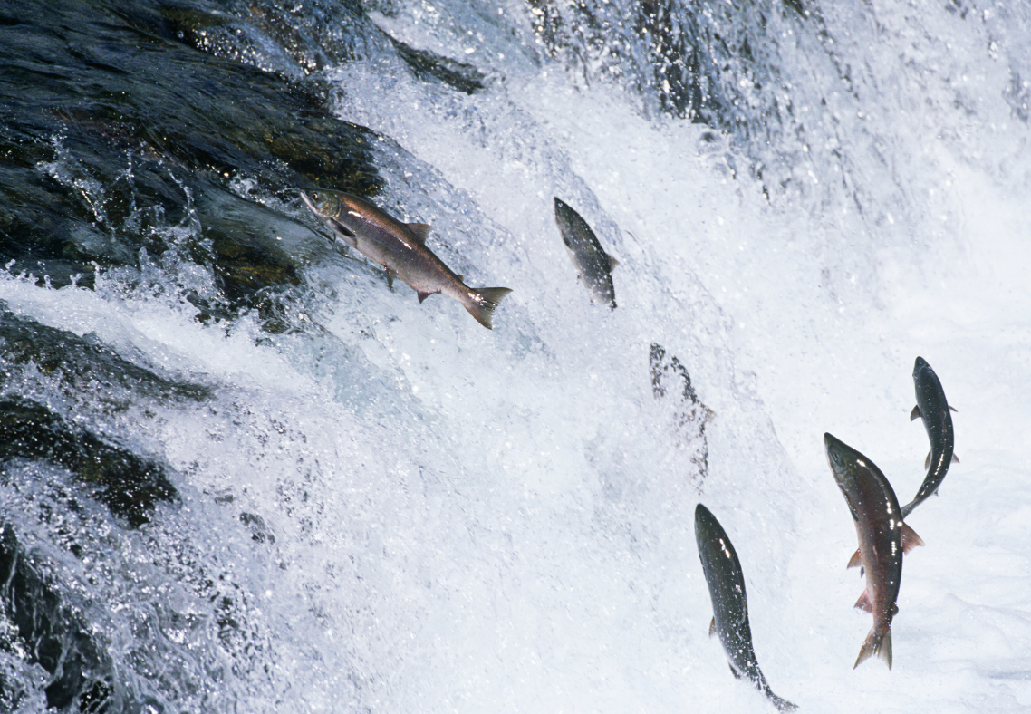 Halibut Fishing on Kodiak Island