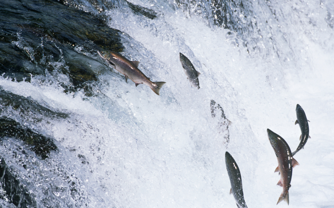 Does Alaska Have A Salmon Fishing Limit?