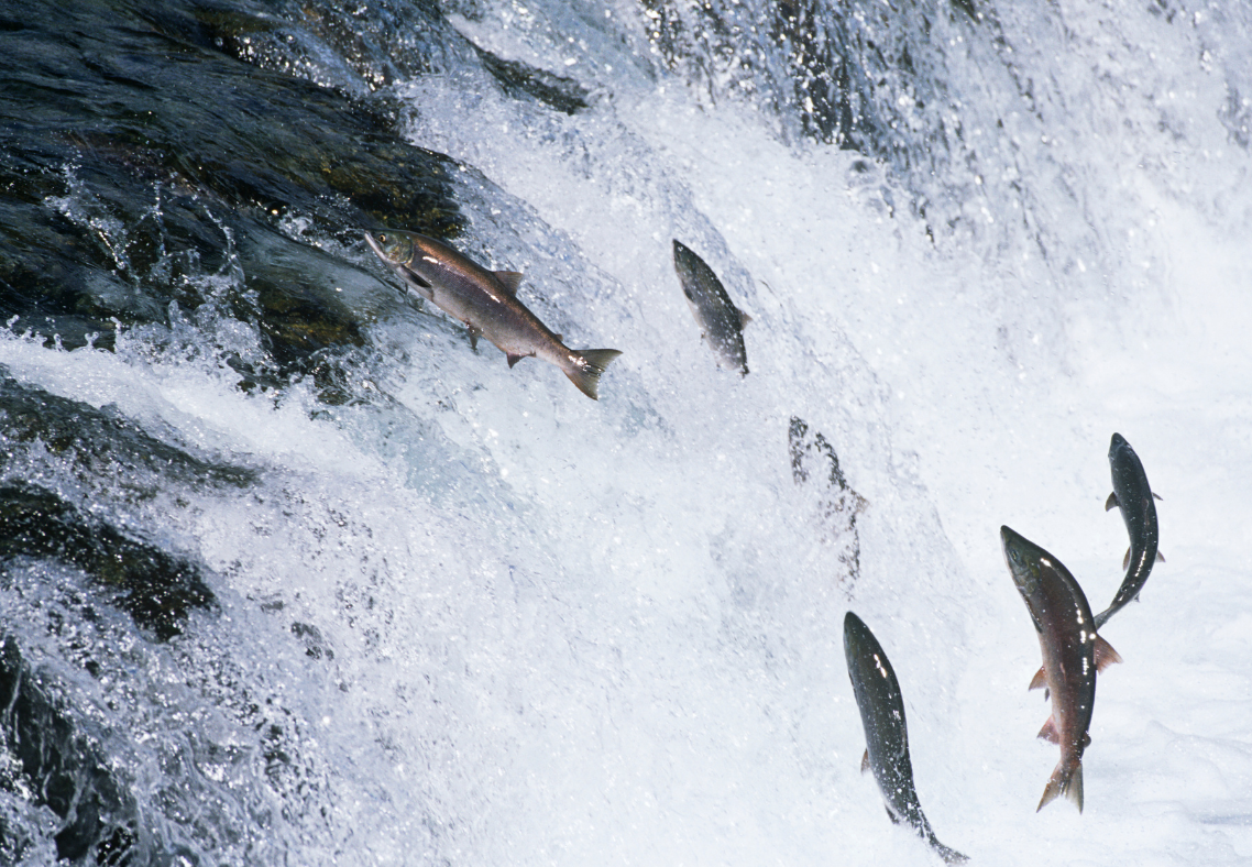 Does Alaska Have A Salmon Fishing Limit?