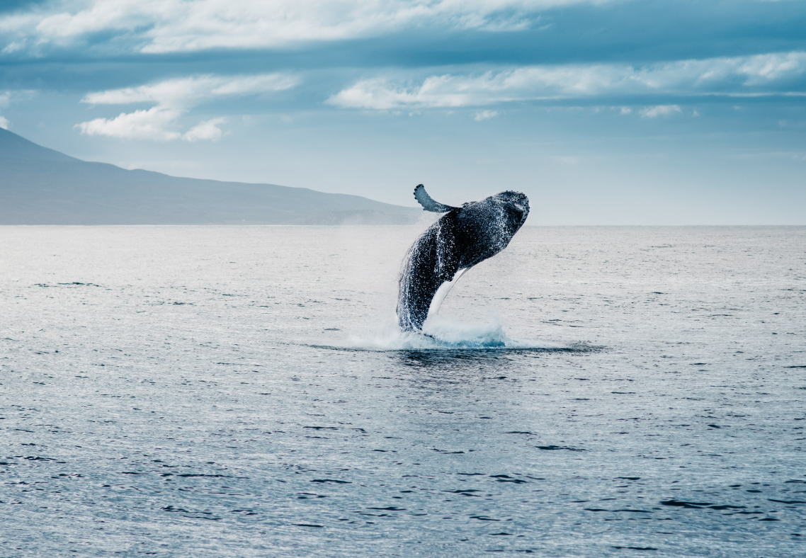 Halibut Fishing on Kodiak Island