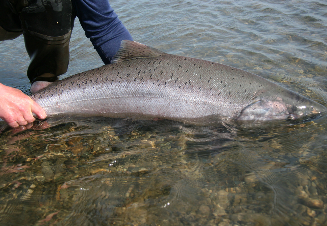 Best Places To Catch King Salmon Fish In Alaska