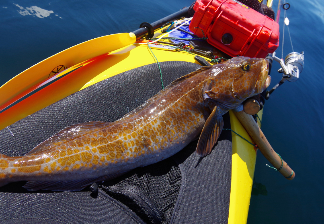 Lodge Record King Salmon