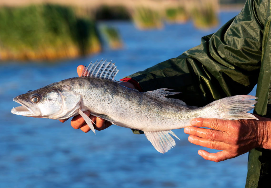 Lodge Record King Salmon