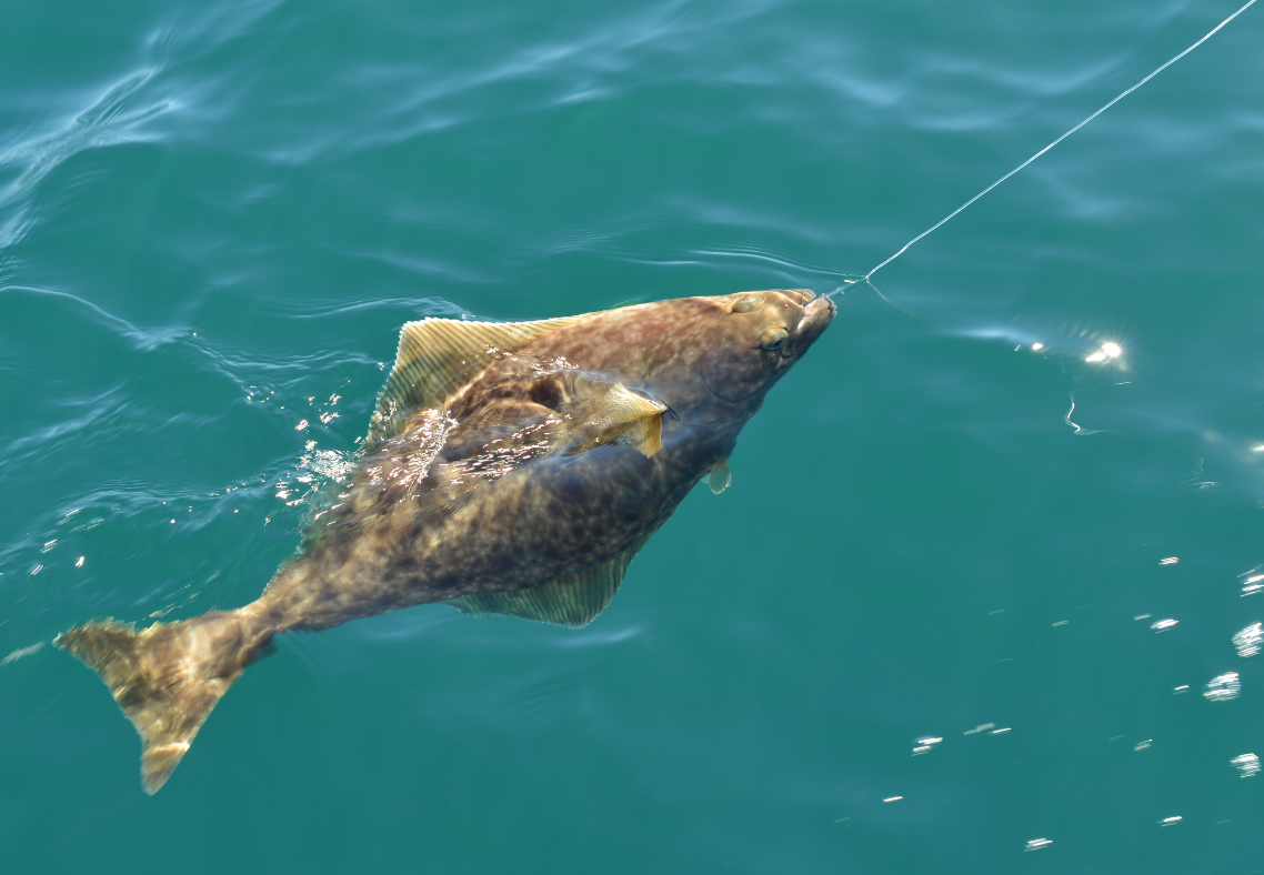 halibut (1) What to Wear for Halibut Fishing in Alaska