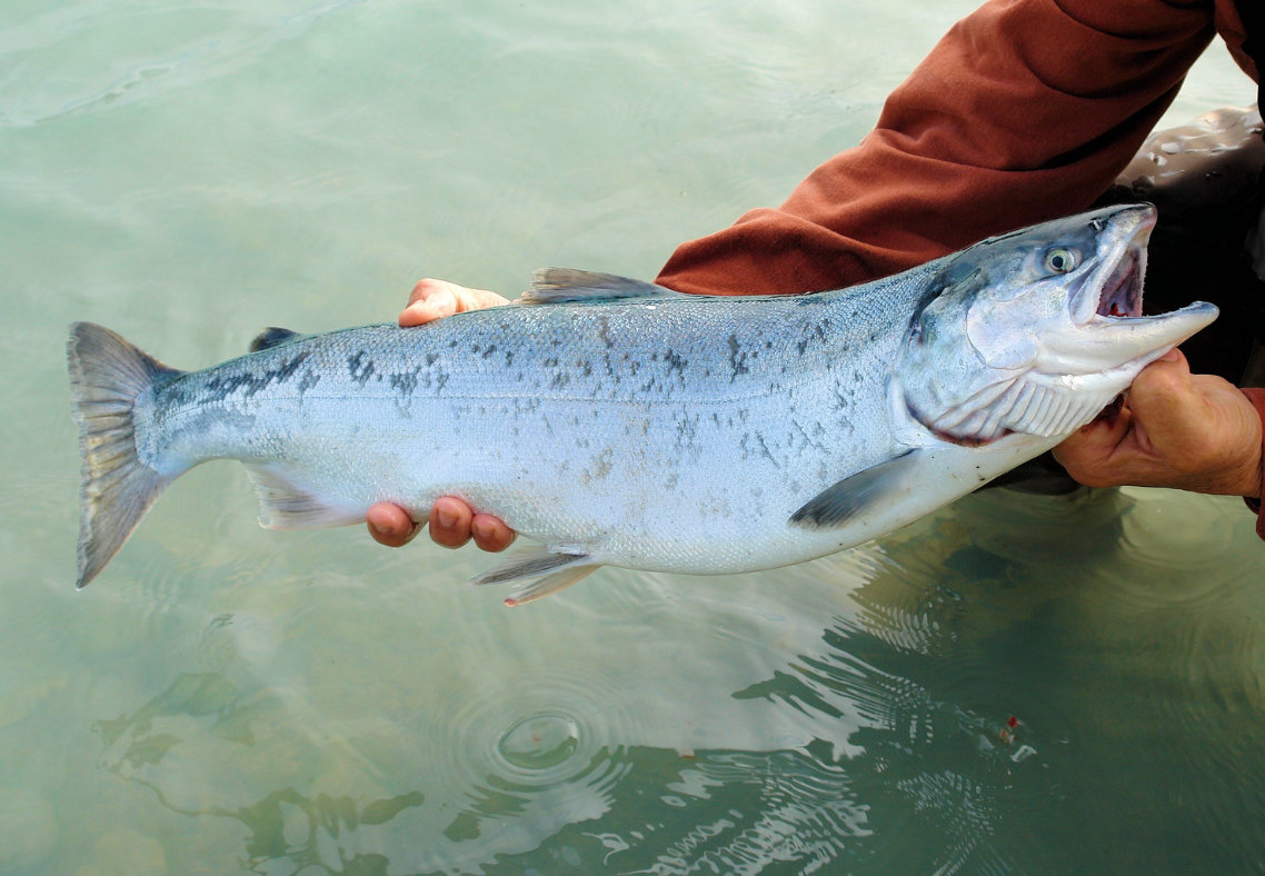 Why The Best Salmon Fishing Trips Are In Kodiak, Alaska