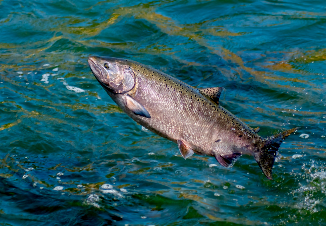 Why Book A Salmon Fishing Charter In Kodiak Alaska