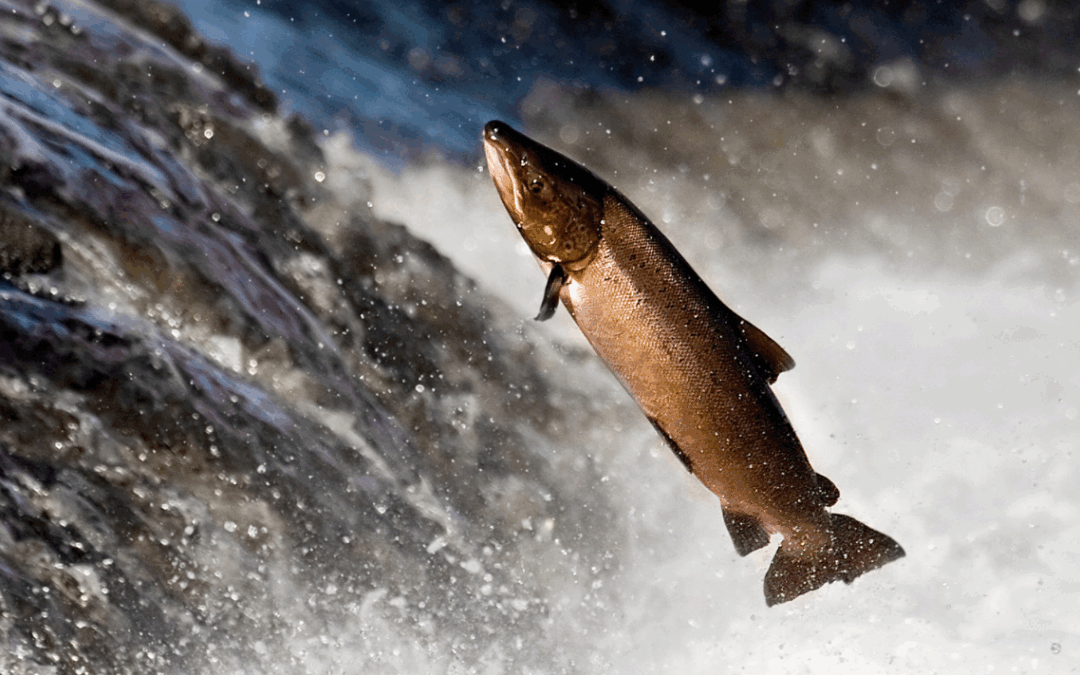 Planning Your 2026 Salmon Fishing Trip to Kodiak Alaska