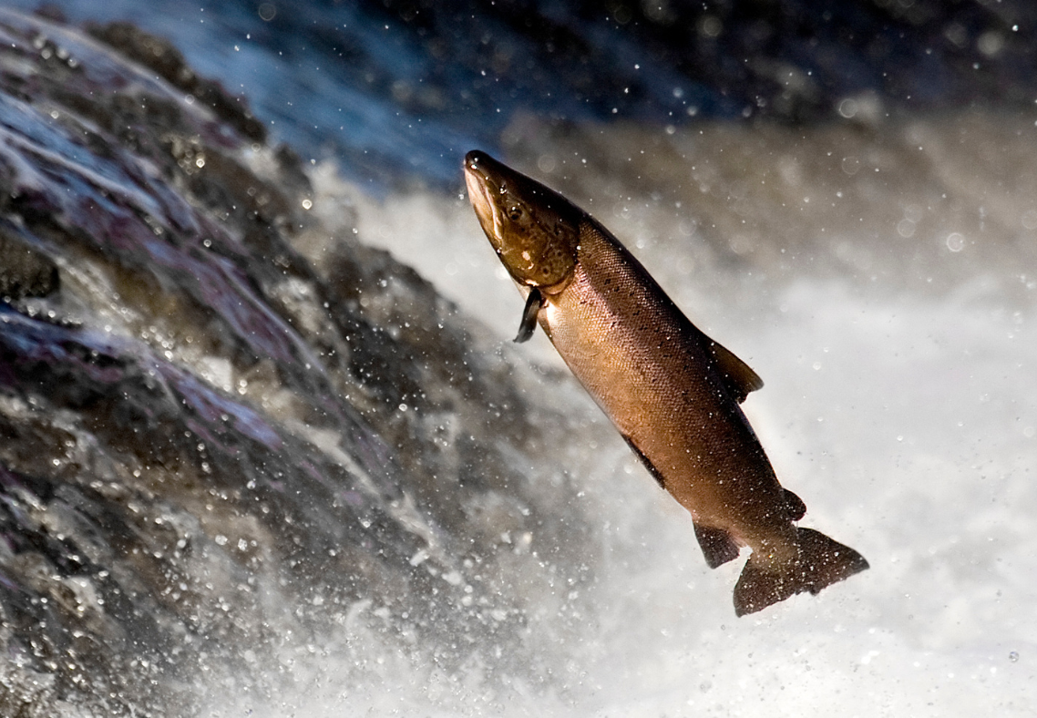 Planning Your 2026 Salmon Fishing Trip to Kodiak Alaska