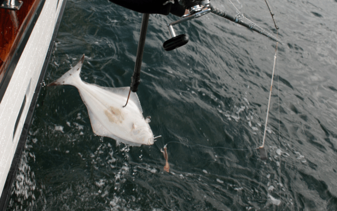 Why Book A Kodiak Halibut Fishing Charter In 2026