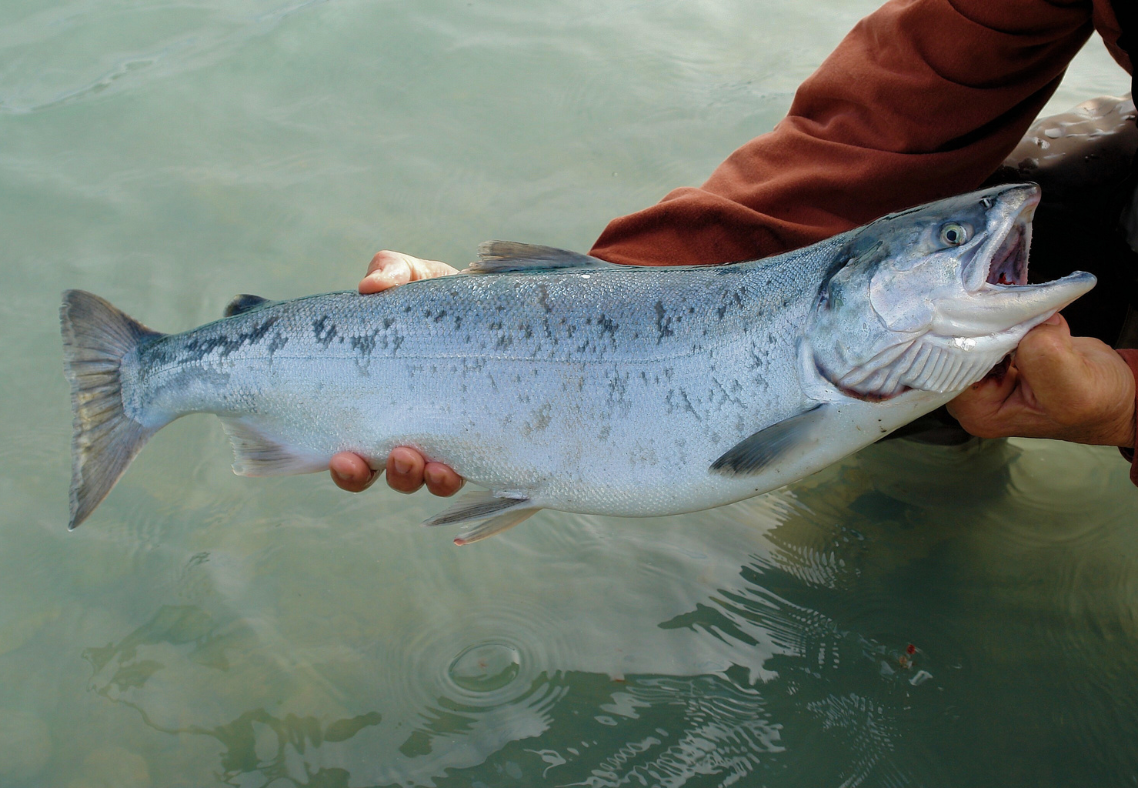 salmon fishing charter Why Book A Kodiak Salmon Fishing Charter In 2026